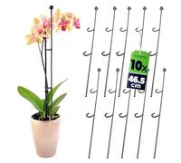 Support de Fleurs KADAX, 10 pièces, Support de Plantes en Acier, Hauteur: 50 cm, tiges de Support décoratives pour orchidées, Plantes, Plantes d'intérieur, Pot de Fleurs, Aide à l'escalade (Balle)