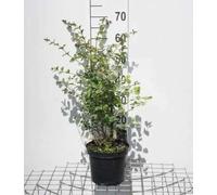 Symphoricarpos d. 'Mother of Pearl' - Symphorine 'Mother Of Pearl' 50-60 cm en pot