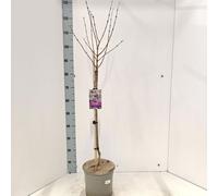 Syringa mey. 'Palibin' - Lilas noble | 60 cm en pot