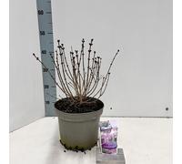 Syringa meyeri Flowerfesta® Pink (« Anny200817 » PBR) - Lilas noble | 60-70 cm en pot