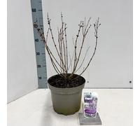 Syringa meyeri Flowerfesta® Purple (« Anny200809 » PBR) - Lilas noble | 60-70 cm en pot