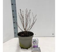 Syringa meyeri Flowerfesta® White (« Anny200810 » PBR) - Lilas noble | 60-70 cm en pot