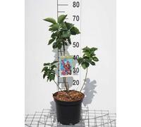 Syringa vulg. 'Kath. Havemeyer' - Lilas noble 50- 60 cm - conteneur