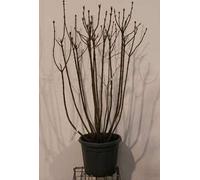 Syringa vulg. 'Michel Buchner' - Lilas noble 50- 60 cm - conteneur