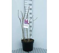 Syringa vulg. 'Michel Buchner' - Lilas noble 60- 70 cm - conteneur