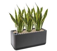 Système L, comprenant 3 pots de chanvre et un substrat de base. • Purificateur d'air naturel qui élimine les polluants, les allergènes et les odeurs. • Convient aux pièces d'environ 30 m². • Couleur :