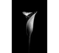 Tableau sur toile CEANOTHE Fleur aromatique 80x120 cm Noir & blanc Bois Noir & blanc