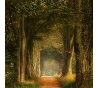 Tableau sur toile forêt poetique 45x45 cm CEANOTHE Décoration Murale Art Décoratif Muraux Peinture Imprimée en HD Salon Chambre Bureau Fabriqué en France Vert G