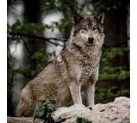 Tableau sur toile loup 45x45 cm CEANOTHE Décoration Murale Art Décoratif Muraux Peinture Imprimée en HD Salon Chambre Bureau Fabriqué en France Gris G