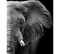 Tableau sur toile mi-éléphant 65x65 cm CEANOTHE Décoration Murale Art Décoratif Muraux Peinture Imprimée en HD Salon Chambre Bureau Fabriqué en France Noir & blanc G