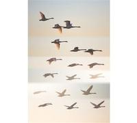 Tableau sur toile oiseaux sauvages 65x97 cm CEANOTHE Décoration Murale Art Décoratif Muraux Peinture Imprimée en HD Salon Chambre Bureau Fabriqué en France Beige G