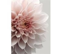 Tableau sur verre synthétique CEANOTHE dahlia décoratif 65x97 cm Rose Rose