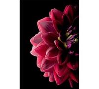 Tableau sur verre synthétique dahlia 65x97 cm CEANOTHE Décoration Murale Art Décoratif Muraux Peinture Imprimée en HD Salon Chambre Bureau Fabriqué en France Rouge G