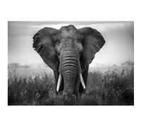 Tableau sur verre synthétique éléphant noir & blanc 80x120 cm CEANOTHE Décoration Murale Art Décoratif Muraux Peinture Imprimée en HD Salon Chambre Bureau Fabriqué en France Noir G