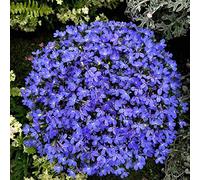 Tapis bleu Lobelia Erinus demi-lune fleurs graines 30+ pour la plantation de jardinage