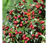 Tapis végétal - Cotonéaster dammeri - 60 plants - Ø10-25cm - Ø9cm - Couvre-sol