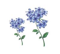 tatouages temporaires, tatouages temporaires, 5 feuilles d'autocollants de tatouage temporaire d'hortensia bleu imperméable plantes réalistes fleurs faux Kit d'art corporel