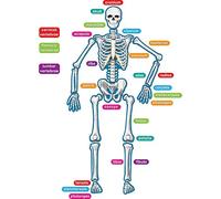 Teacher Created Resources - Accents magnétiques Squelette Humain (77241)