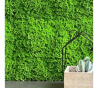 tenax Divy 3D Muscus 1 x 1 m Vert, haie Artificielle de Type Mousse, Panneau modulaire pour Jardin Vertical