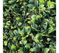 Tenax Divy 3D Plus Laurus 1,50x 3m Vert, Haie Artificielle en Feuilles de Laurier, Brise-vue Balcons et Jardins