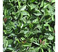 Tenax Divy 3D Plus Photinia 1,00x 3m Vert/Rouge, Haie Artificielle en Feuilles de Photinie, Brise-Vue Balcons et Jardins