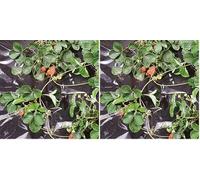 TENAX Film de Paillage Black Cover 2,00x10 m Noir, Film Imperméable Anti-Mauvaises Herbes pour Paillage, Idéal pour Potager, pour Légumes et Fraises (Lot de 2)