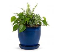 teramico Jardinière - Cache-Pot - Pot de Fleurs en grès Bleu, Blanc, Anthracite, Noir, 23 cm à 37 cm - Résistant au Gel - Bleu Royal, 37 cm x 34 cm
