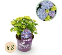 Terrasplant - Hortensia - Hydrangea Forever & Ever - Blauw - 7-12 Bloemen - 2 Planten - Pot 23 Hoogte 55 - 40-55cm - Ø23cm - Plante de jardin