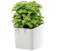 Tesa Accessoires de Cuisine Pot à Herbes Aromatiques - Porte Plantes Mural Adhésif pour Herbes Fraîches dans la Cuisine - Montage Mural avec Adaptateur, sans Perçage - Blanc