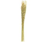 The Home Deco Factory - Bouquet de fleur séchée 75 cm NC G