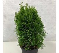 Thuja occ. « Kraznal » - Arbre de vie occidental | 25-30 cm en pot