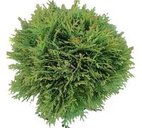 Thuja occidentalis Danica Boule Arbre de vie persistant 50 - 60 cm