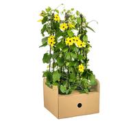 Thunbergia alata « Sunny Susy Yellow » (4 plants), à fleurs jaunes 60cm jardin