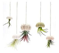 Tianbi Lot de 5 mini pots à suspendre en forme de coquillage d'oursin, support décoratif pour plantes grasses, décoration de jardin
