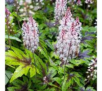 Tiarella Sugar and Spice, vivace parfumée aux fleurs délicates | Tiarella en godet, idéale en pot et massif