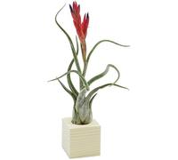Tillandsia Caput Medusae Plante véritable avec support en bois naturel Essenziale S | Plante d'intérieur sans terre | Design italien Michieli