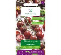 Tomate en pleine terre à port haut Black Cherry - fruits de type « cerise », de couleur brun-violet