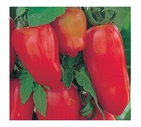Tomate San Marzano 3 - Tomate San Marzano 3-50 graines