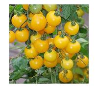 Tomate Window box yellow - Tomate cerise jaune - 10 graines