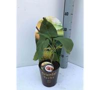 Tomates en arbre ou tamarillo 3 l 20-40 cm