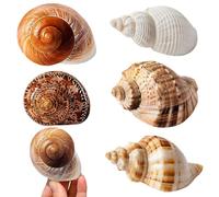 Touosy 5 Pièces Coquillage Decoration Coquilles Saint Jacques Decoration Aquarium pour Faire des Bijoux Bricolage à Domicile Vase Remplissage Plage Thème Fête Mariage Travaux Manuels