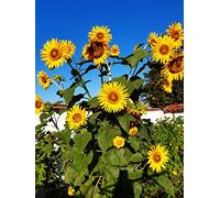 Tournesol géant.
