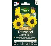 Tournesol Suntastic HF1 - Graines d'Exception