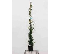 Trachelospermum jasminoides - Jasmin étoilé 125-150 cm | Pot