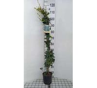 Trachelospermum jasminoides - Jasmin étoilé 80-100 cm | Pot