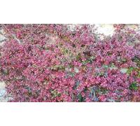 Trachelospermum jasminoides 'Rosea' / Jasmin étoilé/Conteneur de 3 à 4 litres/Plante grimpante