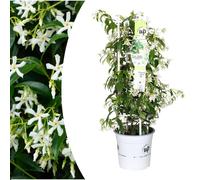Trachelospermum jasminoides 'Star of Venice' - Jasmin de Toscane - 40-80cm - Ø23cm - Plante de jardin
