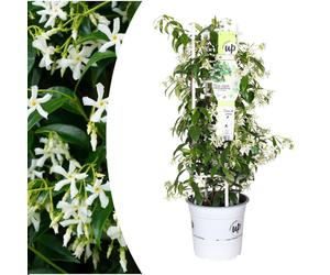 Trachelospermum jasminoides 'Star of Venice' - Jasmin de Toscane - 40-80cm - Ø23cm - Plante de jardin
