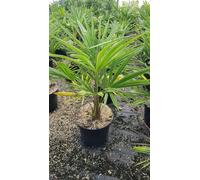 Trachycarpus fortunei / Palmier de Chine