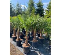 Trachycarpus Fortunei Palmier éventail chinois, 140-160 cm, hauteur du tronc 30-35 cm, rusticité jusqu'à -18°C, pot Ø 33 cm